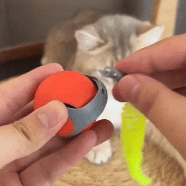 PawPlay